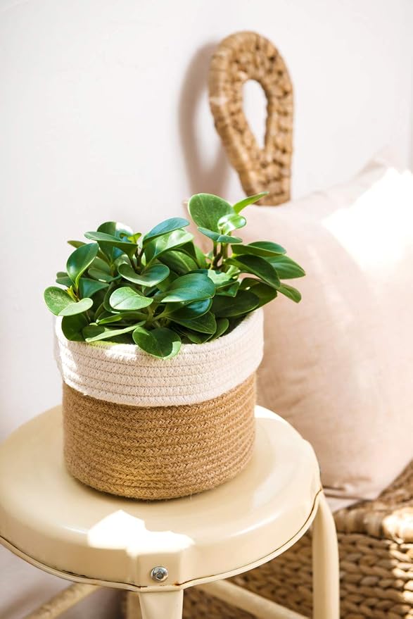 Dahey Plant Basket Indoor for 7 inch Pot Woven Jute Planter, White & Beige | Fits 6"-7" Planters, Reinforced Structure, Foldable Laundry Bin with Handles, Jute Cotton Rope, Decorative Flower Pot Cover