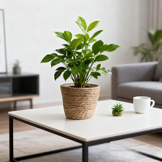 Seagrass Planter Basket Set With Plastic Lining Woven Storage Basket 7x6 In Indoor And Outdoor Plant Flowerpot Baskets Are Very Suitable For Flowerpot Covers. Natural Plant Containers (Small)