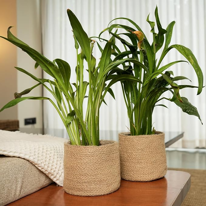 Jute Small Plant Pots- Woven Jute Set of 2, 6.5 inches- Brown | Jute Planter Basket-Woven Rope Covers for Decorating Indoor/Outdoor Succulents Multi-Purpose Storage Bins Modern Style Decor